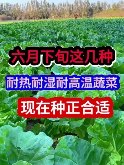 六月下旬这几种耐热耐湿耐高温的蔬菜现在种正合适 #蔬菜种植 #三农 #农业种植 #种植小技巧 #分享农业知识帮农民增产增收