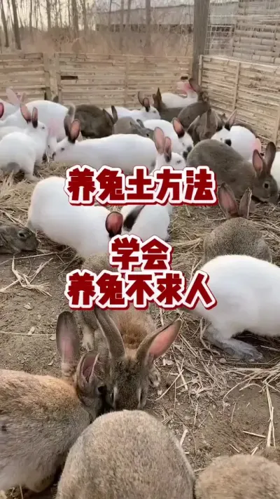 养兔土方法，学会养兔不求人#兔子 #养兔人 #肉兔养殖 #养兔专业户 #养兔子注意事项