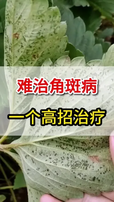 难治角斑病，一个高招搞定#三农 #抖音助农