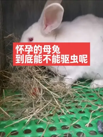 怀孕的母兔到底能不能驱虫呢？ #兔子#养兔#三农#养殖#养兔人