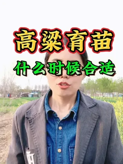 高粱育苗什么时候合适？高粱种植育苗温度多少合适？#高粱种植 #高粱育苗 #高粱 #三农 #农业