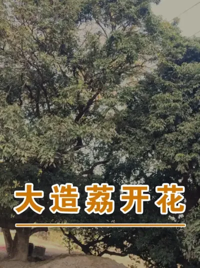 隔年开花结果的百年大造荔现在开花了#广西灵山荔枝果苗#农业创业#抖音新农人计划2025#吕老师种果苗
