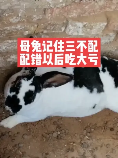 母兔记住三不配，配错以后吃大亏 #兔子#养兔子#养殖#三农