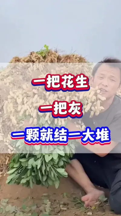 一把花生一把灰，一颗就结一大堆！#花生种植  #花生高产  #花生种植管理技术  #花生施肥