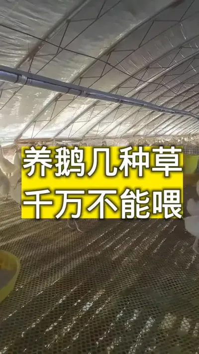 #养鹅技术分享 #科学养鹅 #养鹅人 #养鹅小妙招