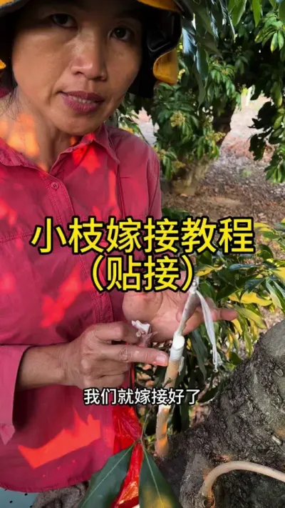 小枝嫁接教程（贴接）#嫁接技术 #2024新农人计划 #dou来广东百千万 #青dou计划