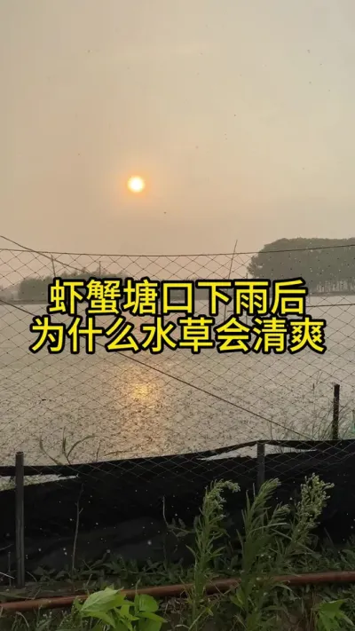 螃蟹塘口下雨后为什么水草会清爽！！！ #渔多多养殖模式 #三农 #大闸蟹养殖 #水产养殖技术 #新农人计划2025