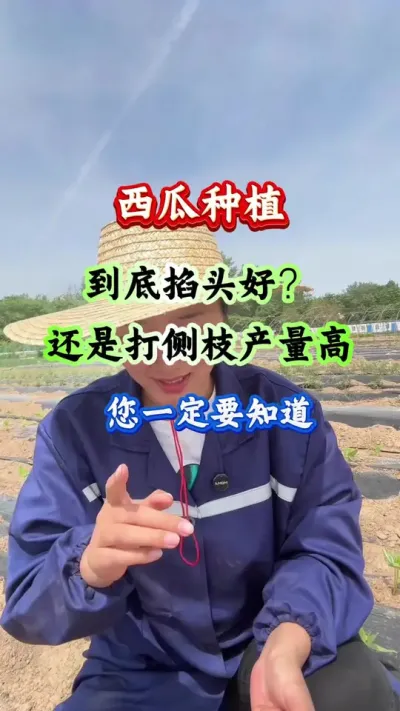 西瓜种植 西瓜到底掐头好还是打侧枝产量高 #西瓜种植 #西瓜管理 #西瓜高产