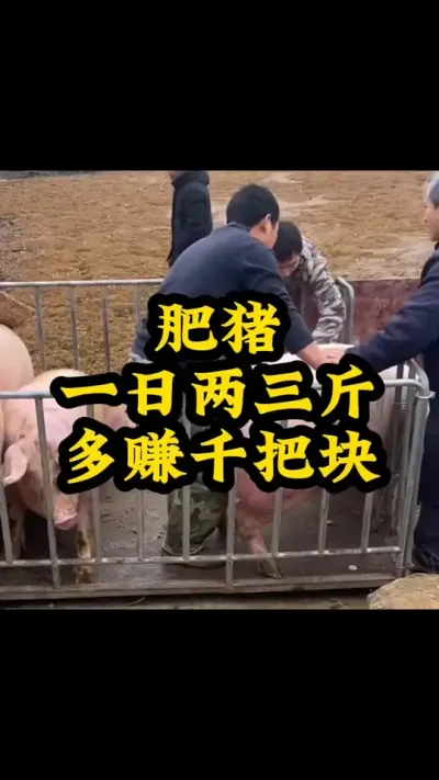 #养猪人加油干 #养猪人不容易 #猪喂什么饲料长得最快 #养猪 #三农流量扶持计划