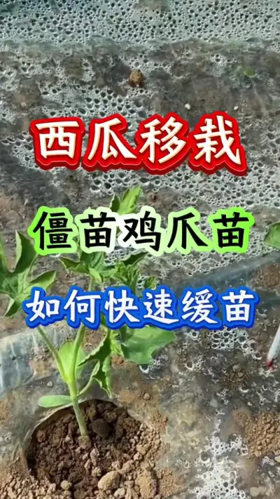 西瓜种植 僵苗鸡爪苗如何快速缓苗#西瓜种植 #西瓜管理 #西瓜高产