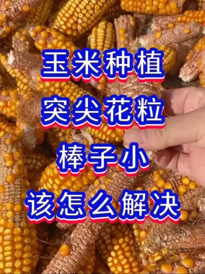 玉米高产管理方案 玉米过了膝盖不过腰千万别做错这件事#玉米种植#玉米管理#玉米高产管理#玉米 #玉米高产种植技术