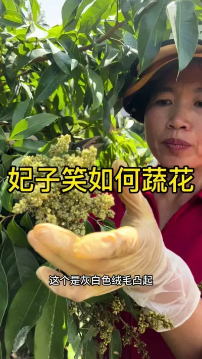 妃子笑如何蔬花#妃子笑荔枝 #2024新农人计划 #dou来广东百千万 #青dou计划
