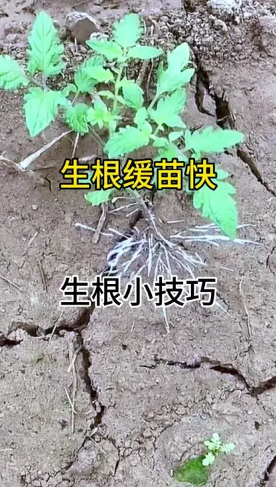 #生根壮苗 #生根剂 #生根剂的配方 瓜果蔬菜花卉绿植等都适用，无激素#抖音助农