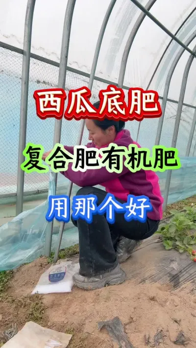 西瓜种植 西瓜底肥是复合肥还是有机肥用那个好#西瓜种植#西瓜管理#早春西瓜