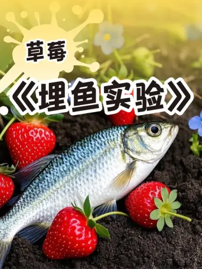 把鱼埋花盆里会怎样 用透明花盆观察一下#死鱼堆肥#鱼蛋白肥料  #种植小技巧 #记录我的种植生活 #盆栽草莓