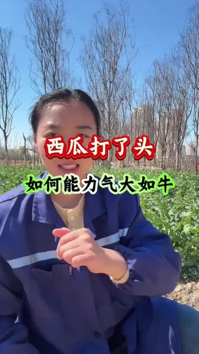 西瓜种植 西瓜打了头产量大如牛#西瓜种植#西瓜管理#西瓜高产#种西瓜