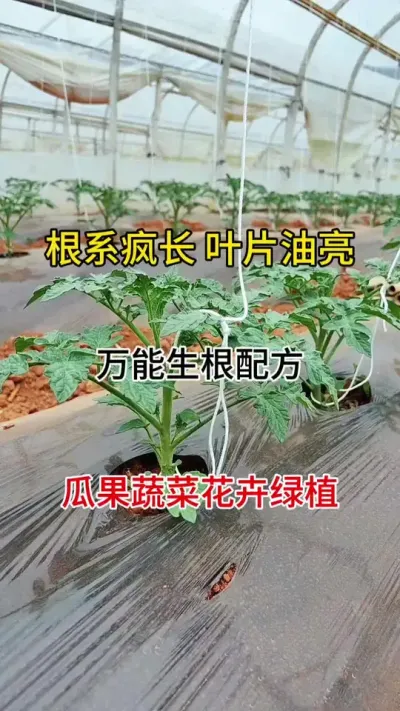  救命！这生根粉开挂了吧？无激素还白菜价，根系直接“野蛮生长”！#生根#生根粉#每天分享农业小知识