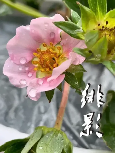 不同品种的草莓养护方法有所不同 你觉得哪个品种最好养，哪个最难养呢？#草莓生长过程 #dou来一起种草莓 #草莓种植教程 #盆栽草莓 #三农