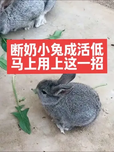 断奶小兔成活低，马上用上这一招 #兔子#养殖#三农#养兔子#养兔人