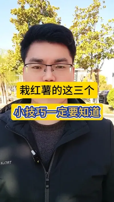 栽红薯的这三个小技巧，您一定要知道！#种植小技巧 #红薯种植 #红薯种植技术 #红薯高产种植 #薯帮主 @DOU+小助手
