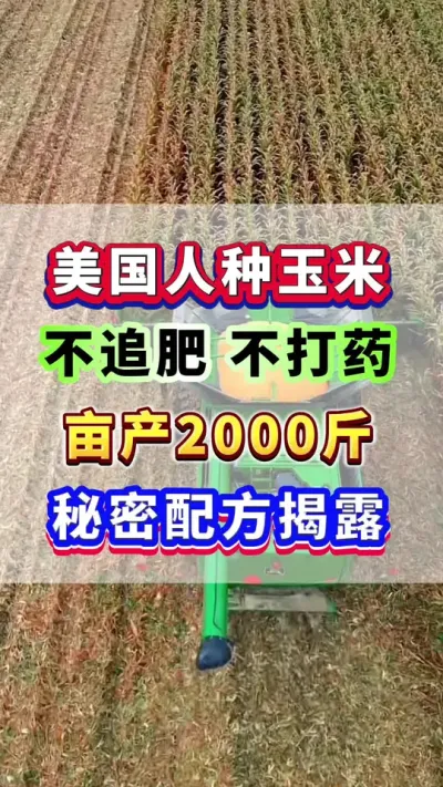 美国人种玉米，不追肥不打药，亩产2000斤秘密配方揭露！#玉米高产  #玉米种植  #玉米种植管理技术  #玉米施肥  #增产增收