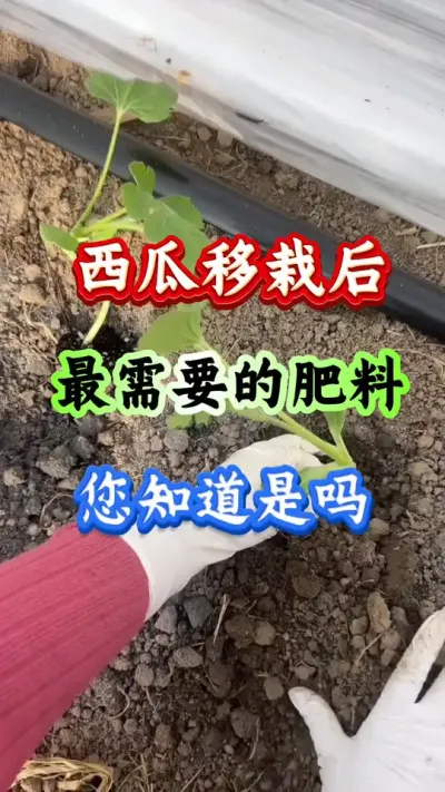 西瓜种植 西瓜移栽后最需要的肥料是什么吗#西瓜种植 #西瓜管理#早春西瓜