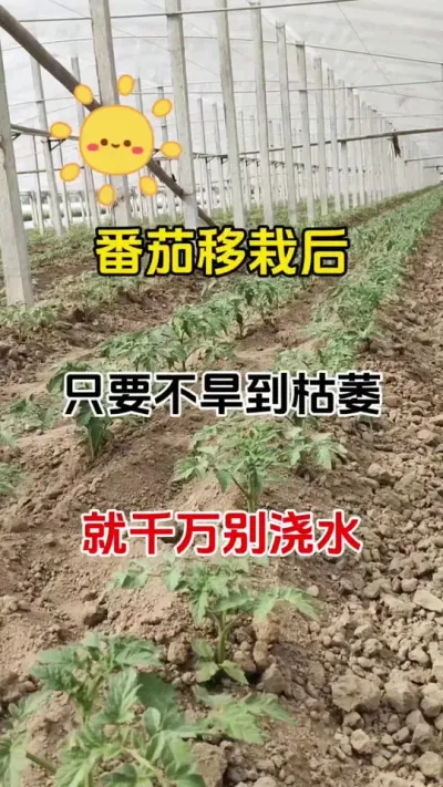番茄移栽后，切记多浇水多施肥#番茄种植 #抖音助农 #三农种植 #病害防治