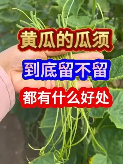 黄瓜瓜须到底留不留都有什么好处 #黄瓜种植 #种植小技巧 #三农 #农业种植 #黄瓜种植与管理