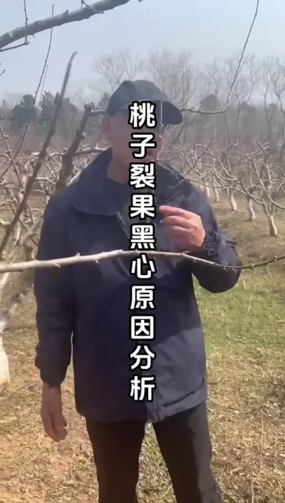 桃子为什么裂果黑心？桃园实地分析原因！种植桃子一定要避免！ #桃子裂果 #桃子种植 #桃树管理 #种果树的苏老师