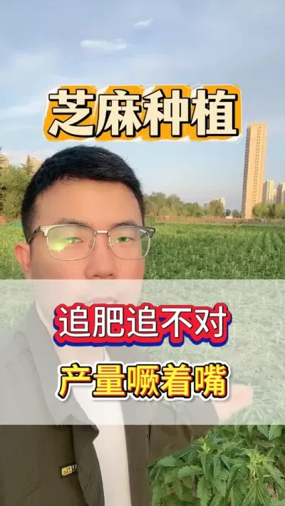 种芝麻，科学合理的施肥，对产量的影响是至关重要的！ #芝麻 #芝麻种植 #芝麻种植技术 #农业种植 #农业
