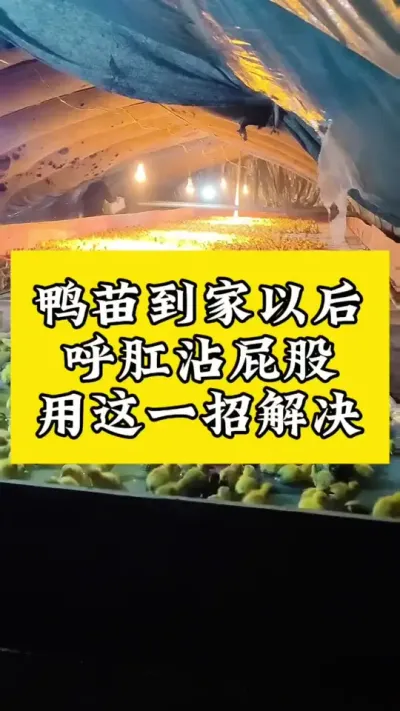 鸭苗到家以后，呼肛沾屁股，用这一招解决#肉鸭养殖 #禽病技术指导 #养鸭人 #疾病预防 #每天分享养殖技术和经验