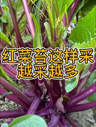 红菜苔正确采摘方法 采时留两片叶子，每片叶子下面就是一根苔，做对了你的红菜苔越采越多 #种植小技巧  #阳台种植  #我爱种菜  #露台种菜 #红菜苔