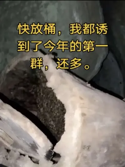 #内容启发搜索 #谌蜜 #诱蜂桶 ，朋友们有分蜂群了，快放桶快看你们的诱蜂桶，我的都来蜂了，看还多。@抖音小助手 @DOU+小助手