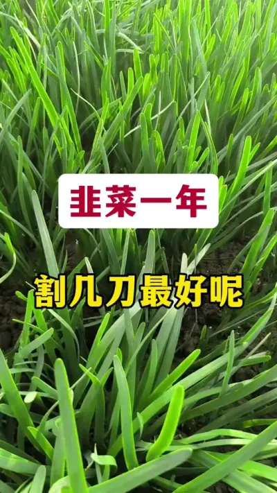 韭菜一年割几刀最好呢？#韭菜种植 #韭菜管理 #韭菜种植方法 #韭菜种植管理 #种韭菜