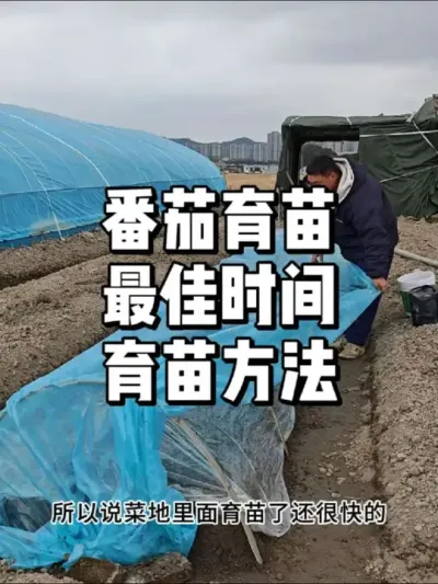 西红柿育苗方法，西红柿怎么育苗 #农业种植 #三农 #种植 #种菜