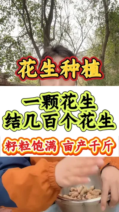 花生增产配方大揭秘 #三农 #农业知识 #花生种植 #花生高产 #新农人