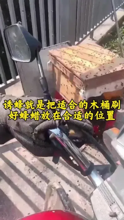 养蜂不用种，只要多放桶，诱蜂就是把适合蜜蜂居住的木桶处理好刷上合适的蜂蜡放在合适的位置#诱蜂 #养蜂 #养蜂技术 @抖音小助手
