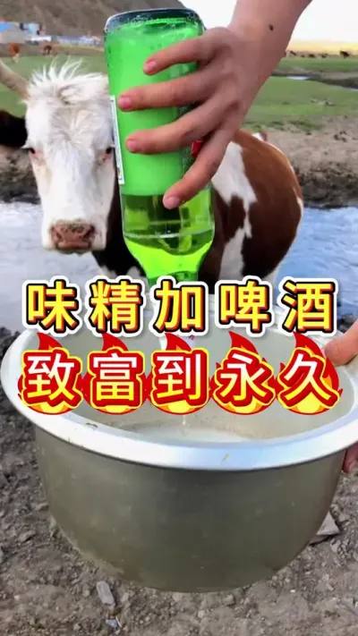 味精加啤酒致富到永久#养牛人#三农#养牛#养殖