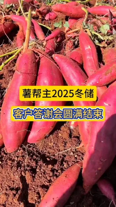 薯帮主一年一度冬储客户答谢会圆满结束！#红薯种植 #薯帮主 #红薯高产种植 #薯帮主红薯植保