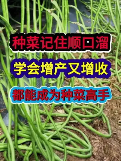 种菜记住顺口溜蔬菜增产又增收都能成为种菜高手 #蔬菜种植 #农业种植 #种植小技巧 #种菜顺口溜 #分享农业知识帮农民增产增收