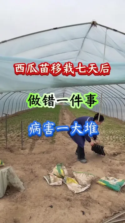 西瓜种植 西瓜苗移栽七天后做错一件事病害一大堆 #西瓜种植 #西瓜管理 #种西瓜 #病害防治