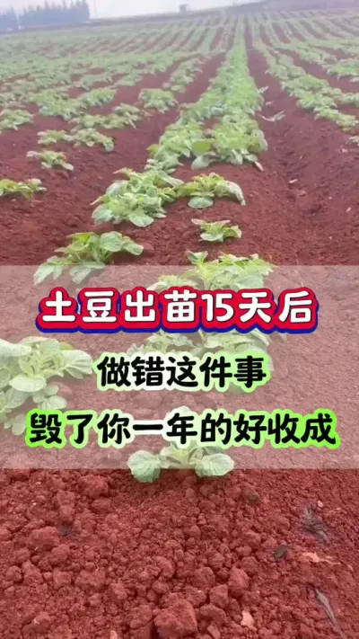土豆出苗15天后千万别做错这件事#土豆种植 #土豆高产种植 #马铃薯 #洋芋 #栽洋芋