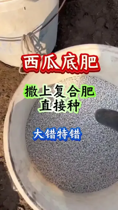 西瓜种植 西瓜底肥撒了复合肥直接种大错特错#西瓜种植 #西瓜管理 #西瓜高产#膨大增甜