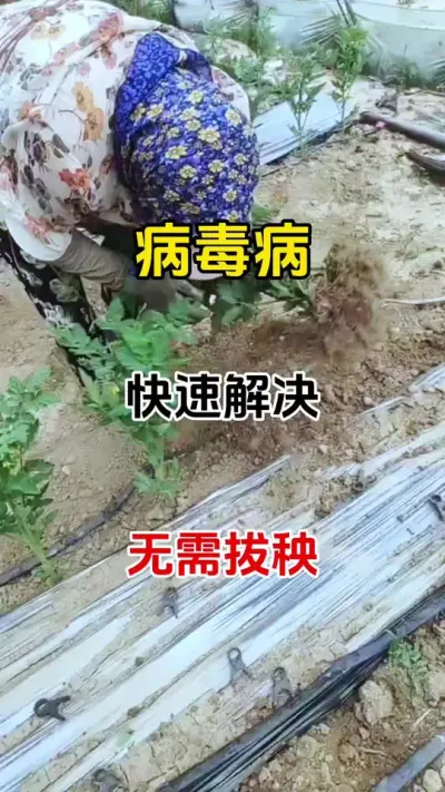 一个配方，快速解决农作物病毒病#病毒病 #油菜病毒病是什么症状 #番茄病毒病 #农业植保知识分享