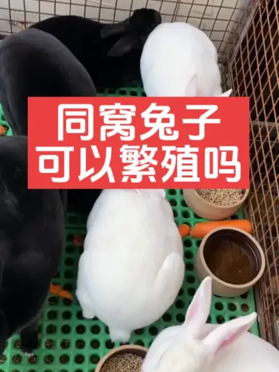 同窝兔子可以繁殖吗？ #兔子#养殖#三农#养兔人
