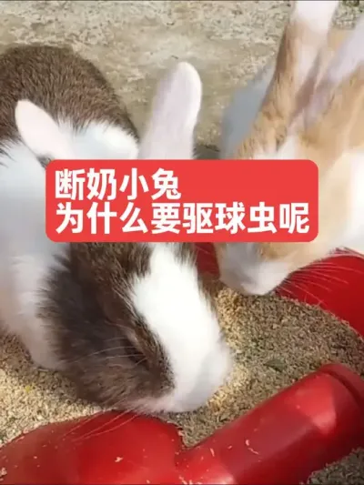 断奶小兔为什么要驱球虫呢？ #兔子#三农#养殖#养兔#养兔人