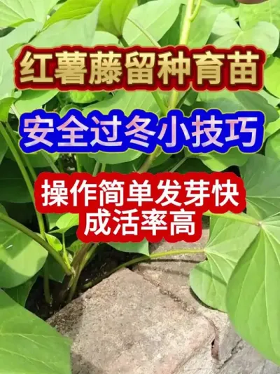 红薯藤留种育苗安全过冬小技巧操作简单发芽快成活率高 #红薯种植 #红薯育苗 #农业种植 #三农 #分享农业知识帮农民增产增收