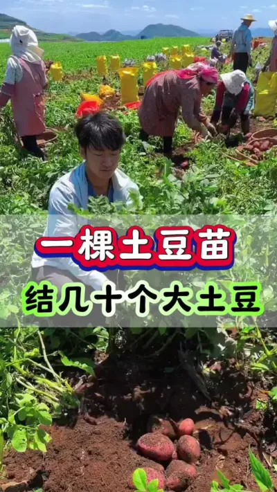 一棵土豆苗，想要结出几十个大土豆#土豆高产种植 #马铃薯 #洋芋 #土豆种植 #土豆