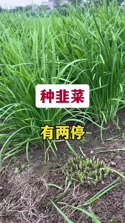 种韭菜有两停。#韭菜种植 #韭菜管理 #种韭菜 #韭菜种植方法 #韭菜