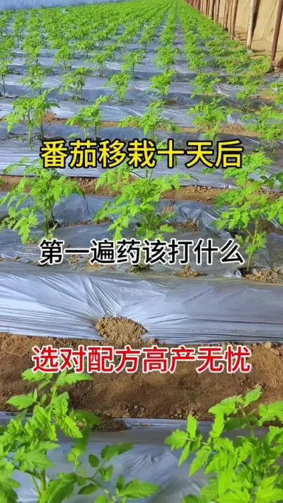 西红柿移栽十天后，该打什么药？90%的人还弄不清楚#西红柿种植 #番茄病害防治 #番茄种植